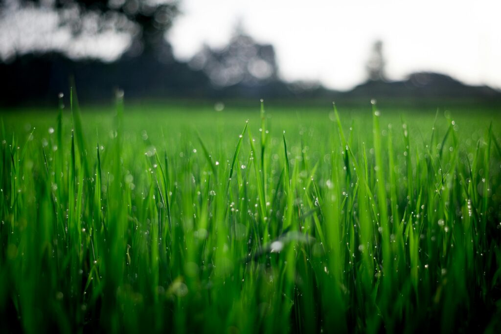 10 Tips to Keep Your Lawn Fresh in Late Summer