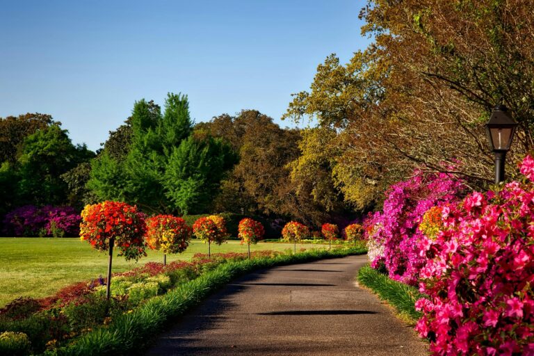 10 Tips to Keep Your Lawn Fresh in Late Summer