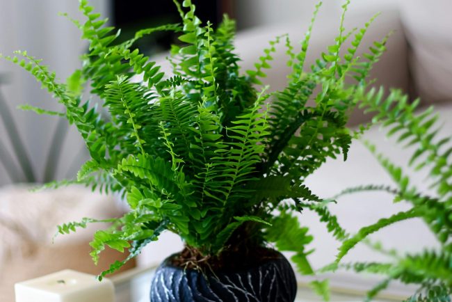 Decorating Options to Make Your Home Environmentally Friendly 3 Decorating Options Eco-Friendly Home